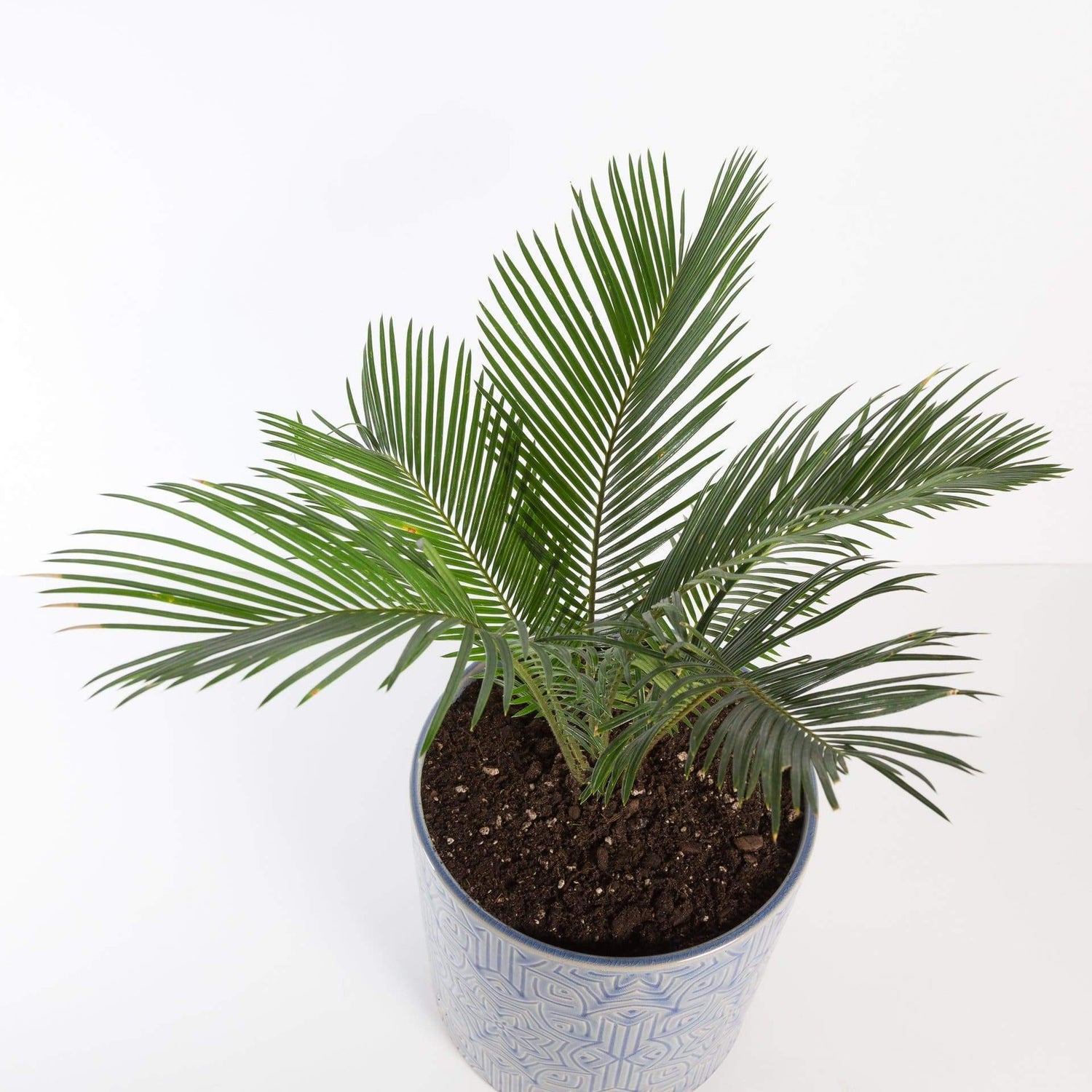 Urban Sprouts Plant 8" in nursery pot Palm 'Sago'