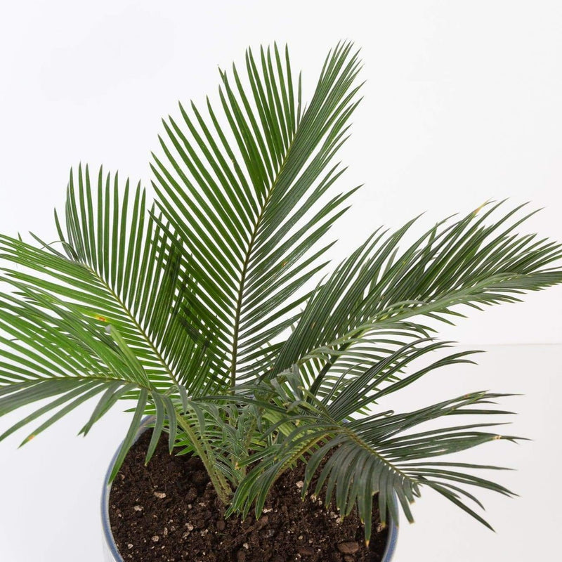 Urban Sprouts Plant 8" in nursery pot Palm 'Sago'