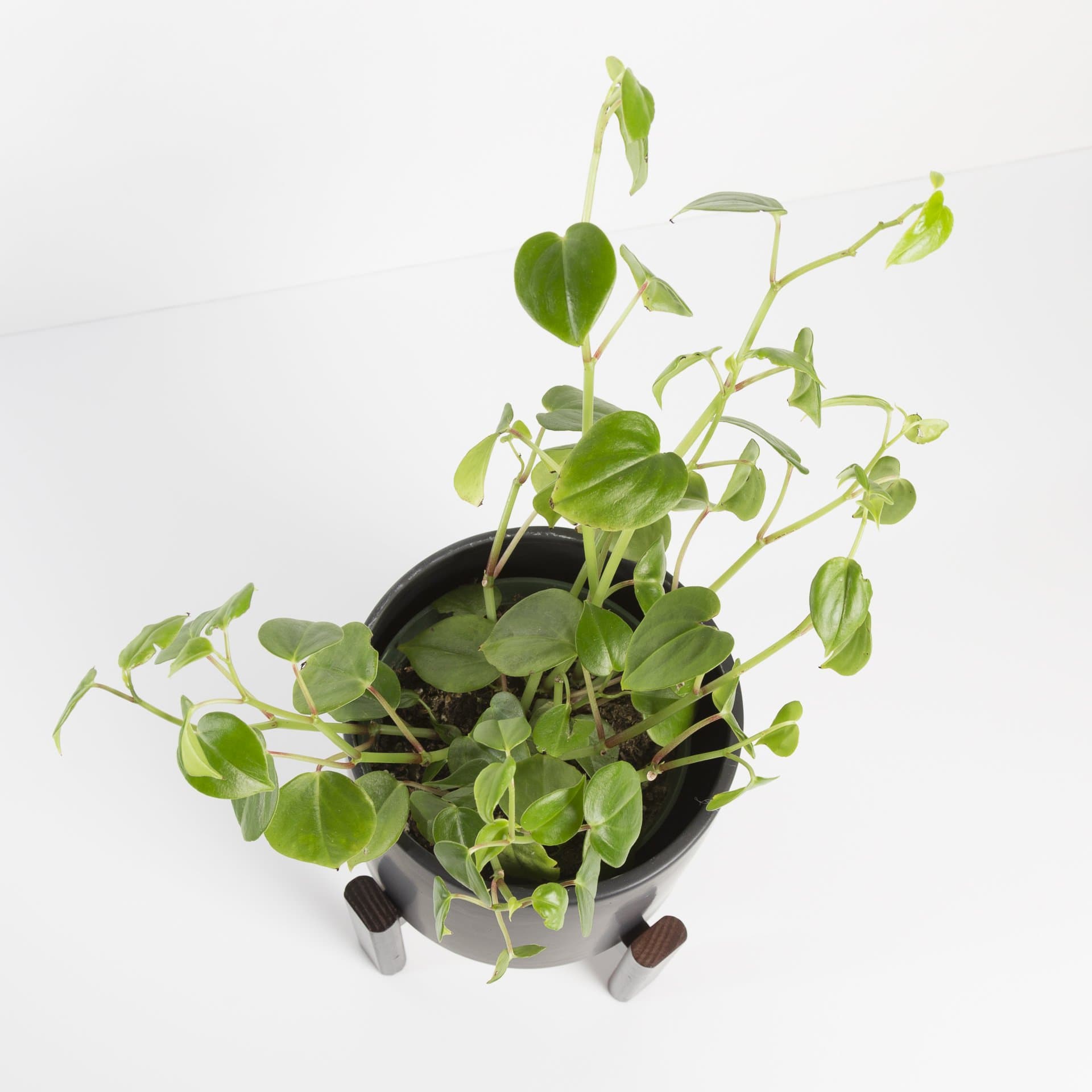 Urban Sprouts Plant 8" in nursery pot Peperomia 'Scandens'