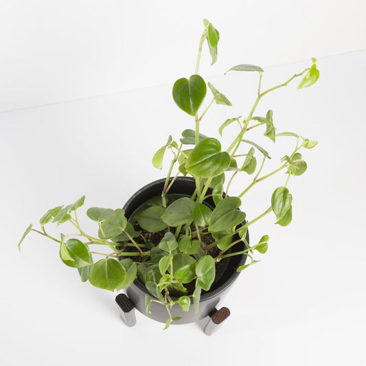 Urban Sprouts Plant 8" in nursery pot Peperomia 'Scandens'