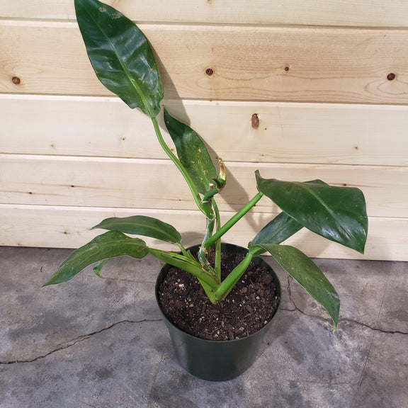 Urban Sprouts Plant 8" in nursery pot Philodendron 'Little Phil'