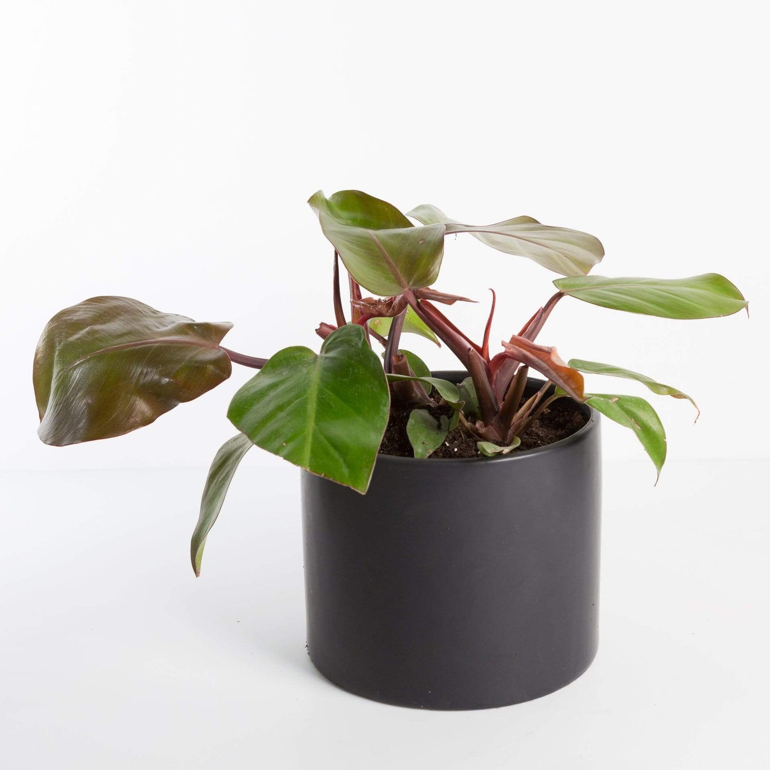 Urban Sprouts Plant 8" in nursery pot Philodendron 'Red Congo'