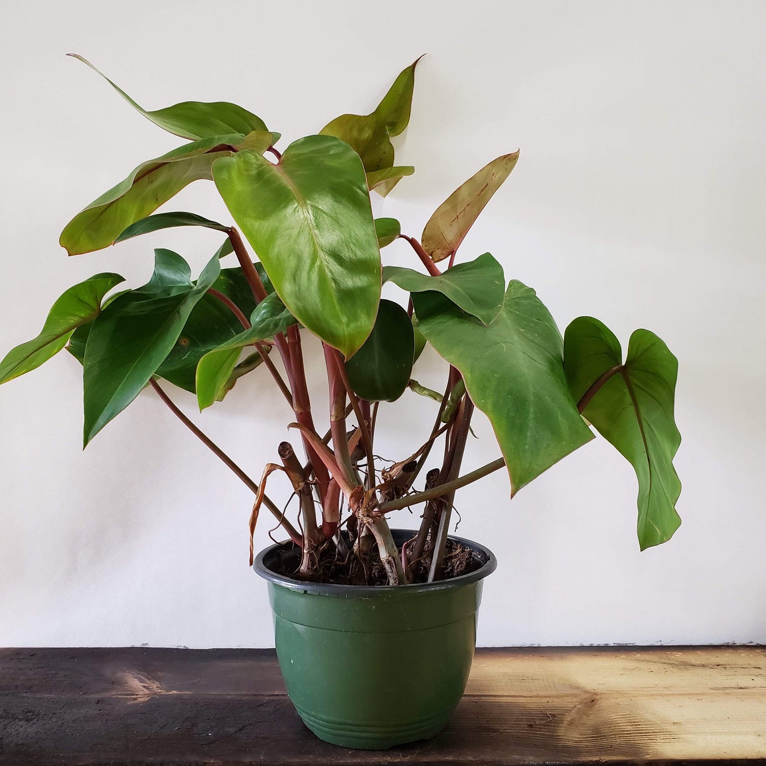 Urban Sprouts Plant 8" in nursery pot Philodendron 'Red Emerald'