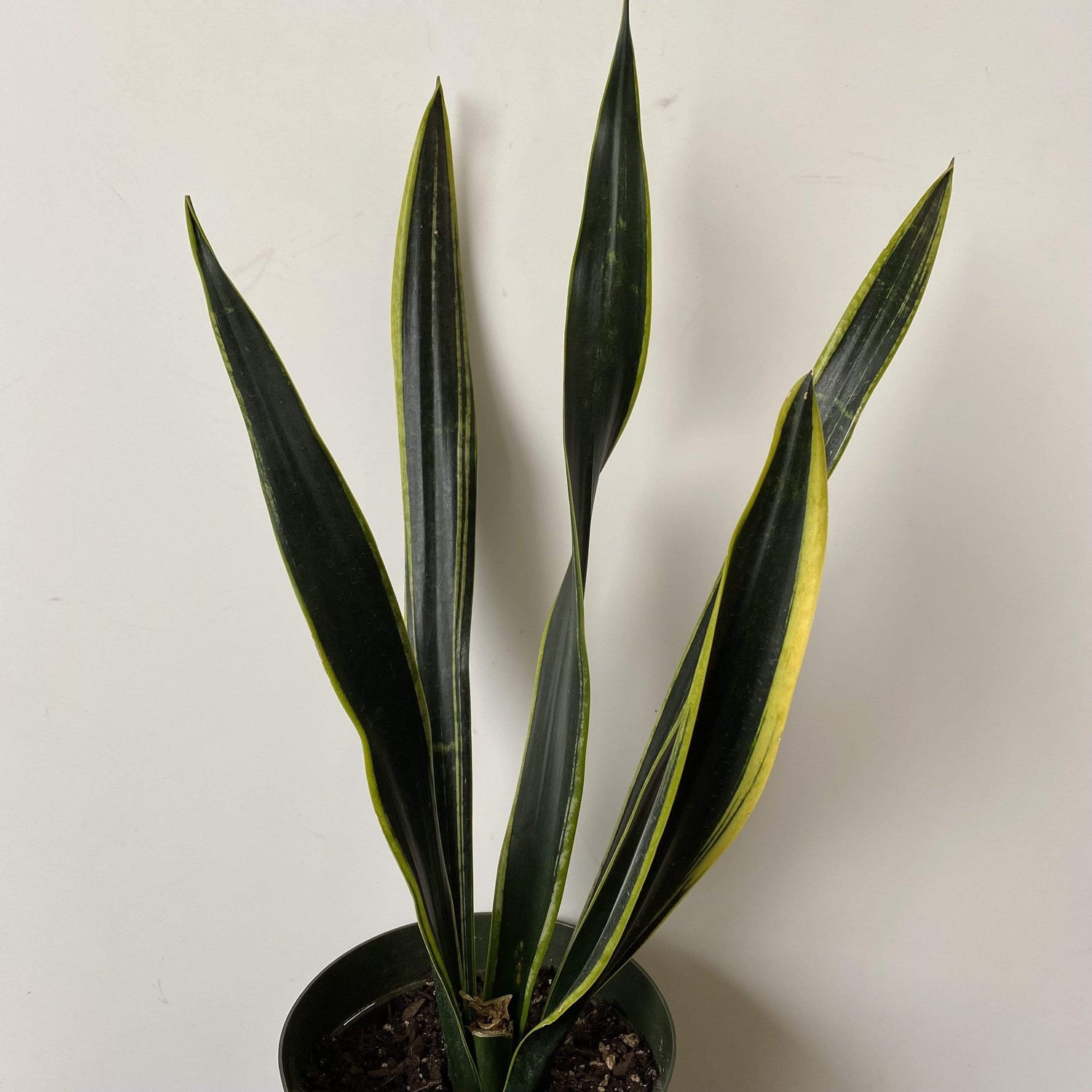 Urban Sprouts Plant 8" in nursery pot Snake Plant 'Black Gold'