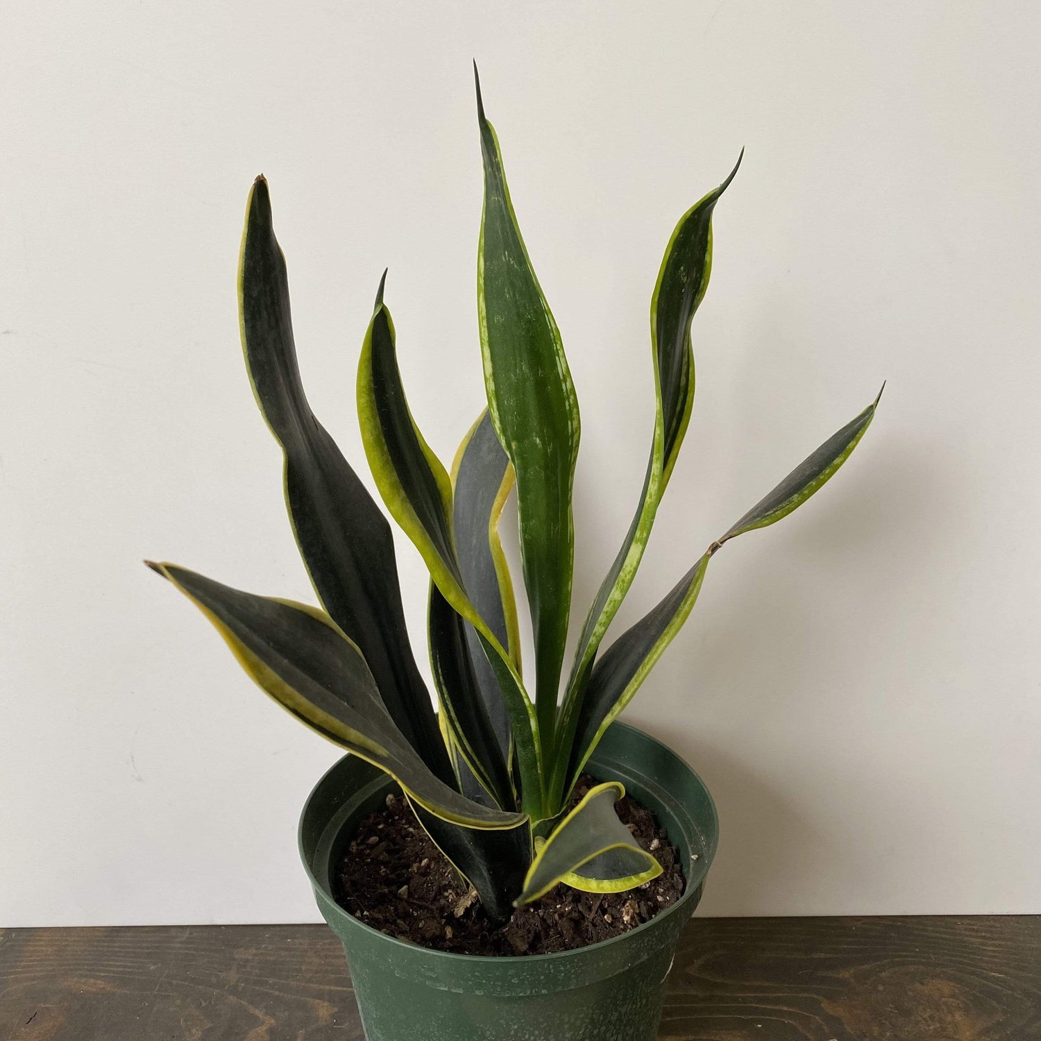 Urban Sprouts Plant 8" in nursery pot Snake Plant 'Flame'