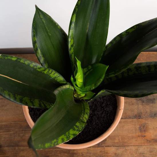 Urban Sprouts Plant 8" in nursery pot Snake Plant 'Whitney'