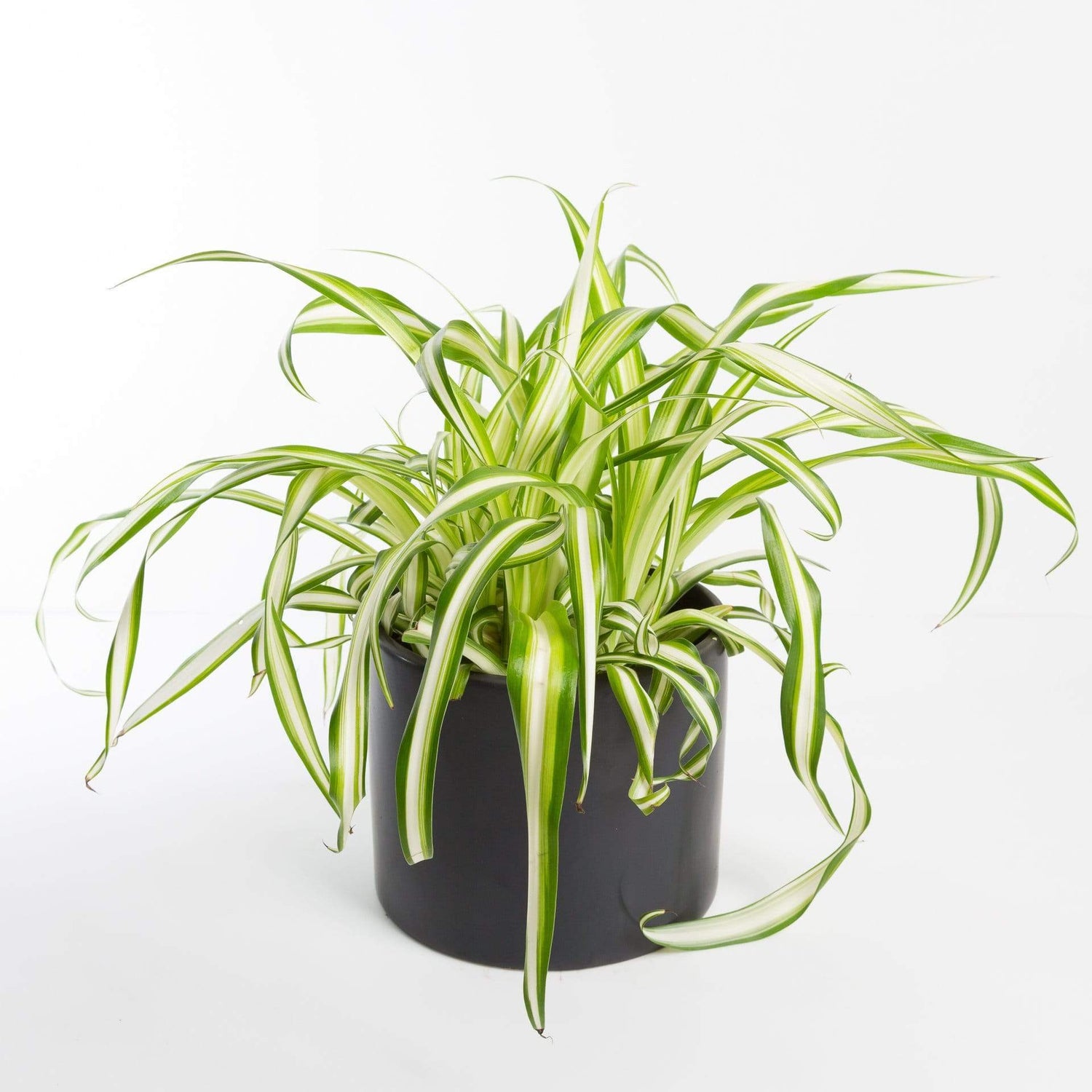 Urban Sprouts Plant 8" in nursery pot Spider Plant 'Variegated'