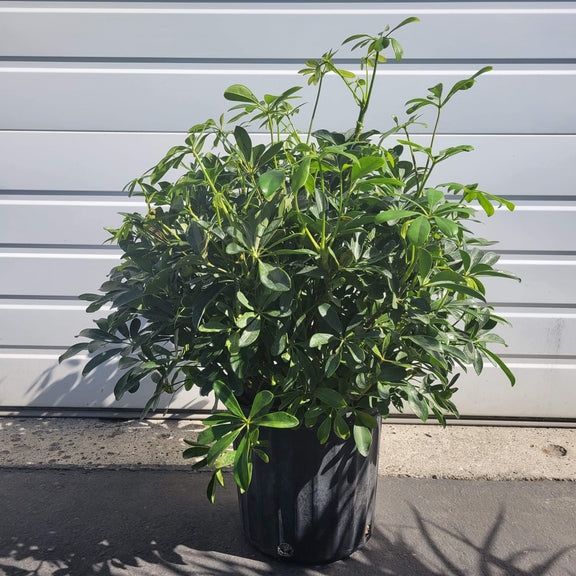 Urban Sprouts Plant 8” in nursery pot Umbrella Plant 'Dwarf'