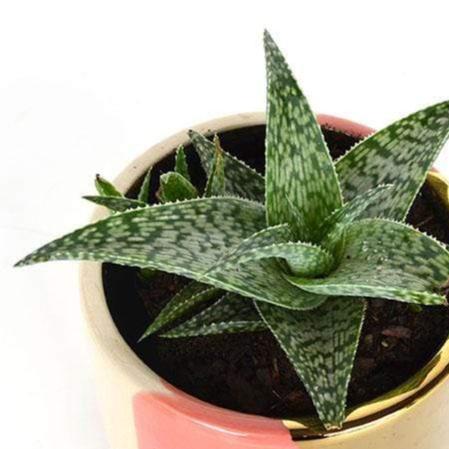 Urban Sprouts Plant Aloe 'White Fox'