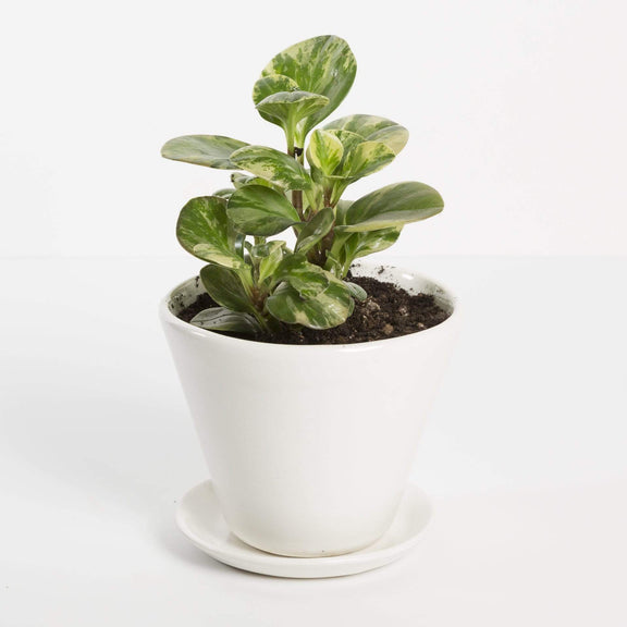 Urban Sprouts Plant American Baby Rubber Plant 'Golden Gate'