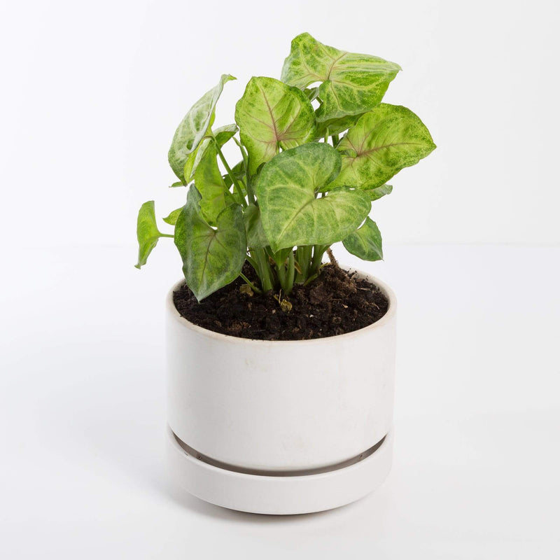 Urban Sprouts Plant Arrowhead Vine 'Cream Illusion'