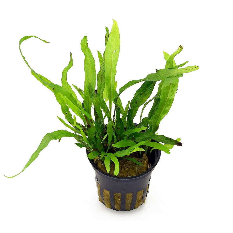 Urban Sprouts Plant Bagged Java Fern