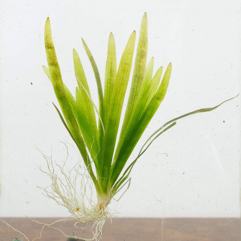 Sagittaria Chilensis - Urban Sprouts