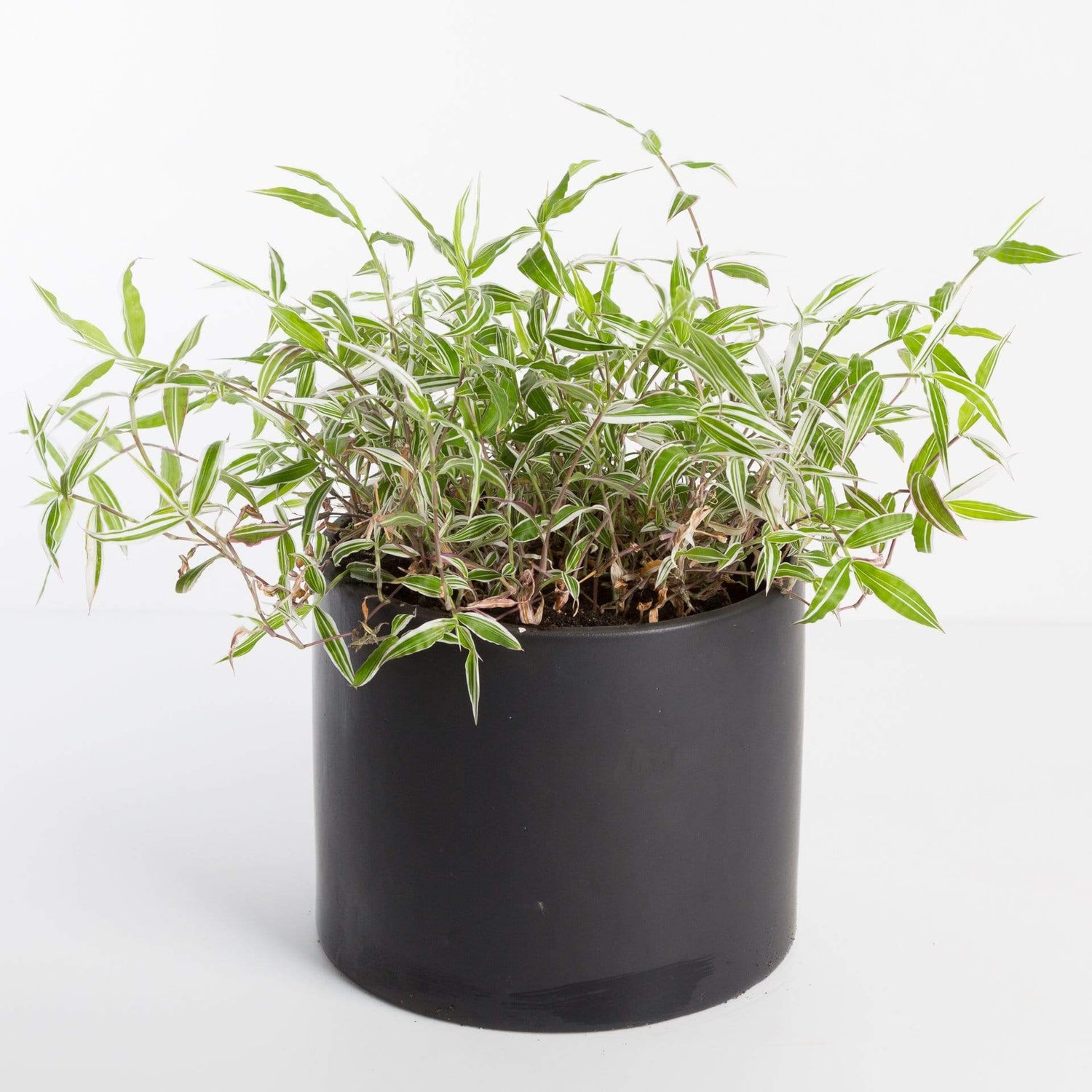 Urban Sprouts Plant Basket Grass 'Variegated'