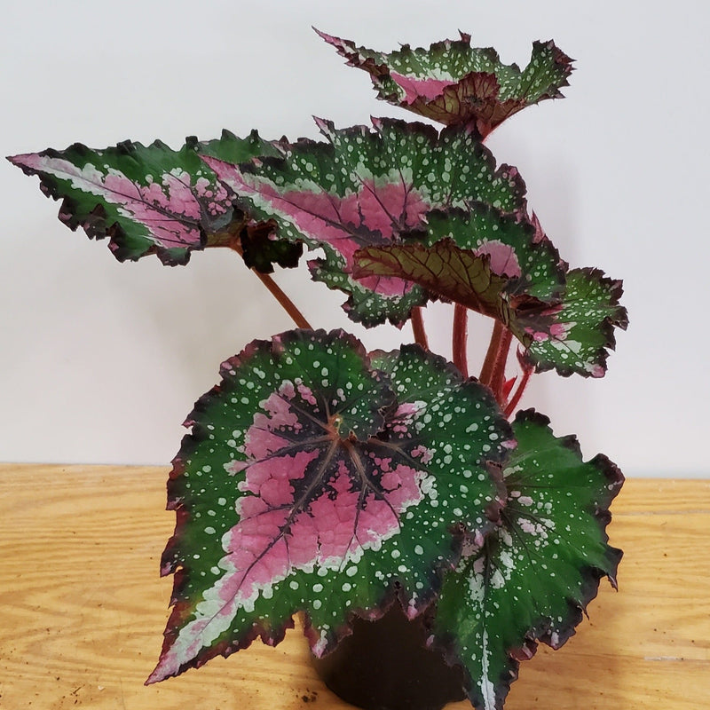 Urban Sprouts Plant Begonia 'Festive Red and Green'
