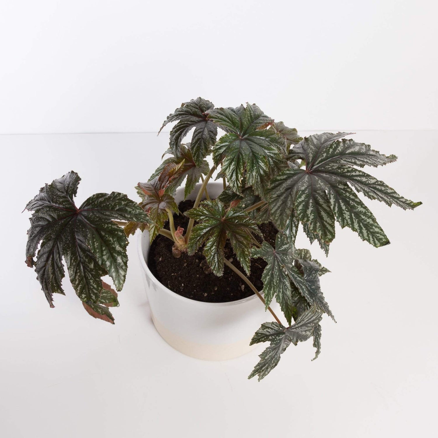 Urban Sprouts Plant Begonia 'Gryphon'
