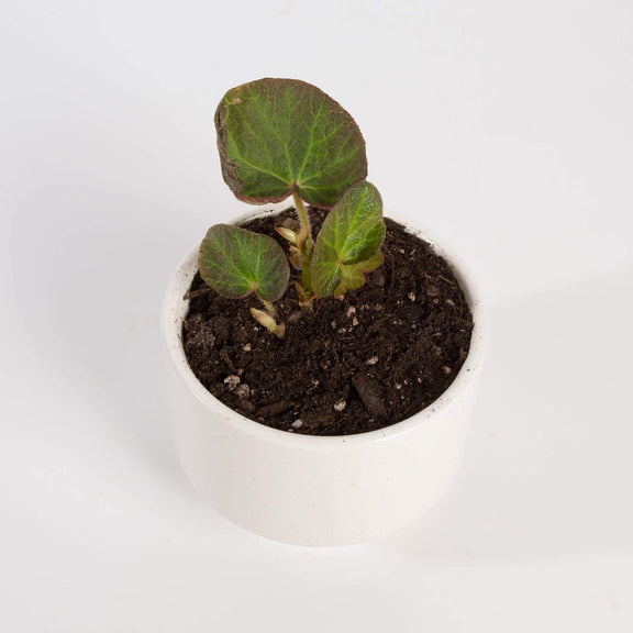 Urban Sprouts Plant Begonia 'Manuas'