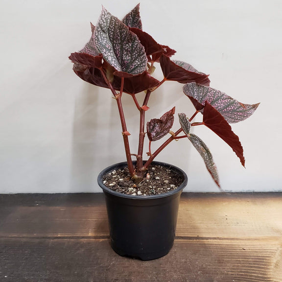 Begonia 'Miss Mummy' - Urban Sprouts