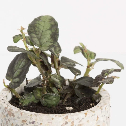 Urban Sprouts Plant Begonia 'Trailing Watermelon'