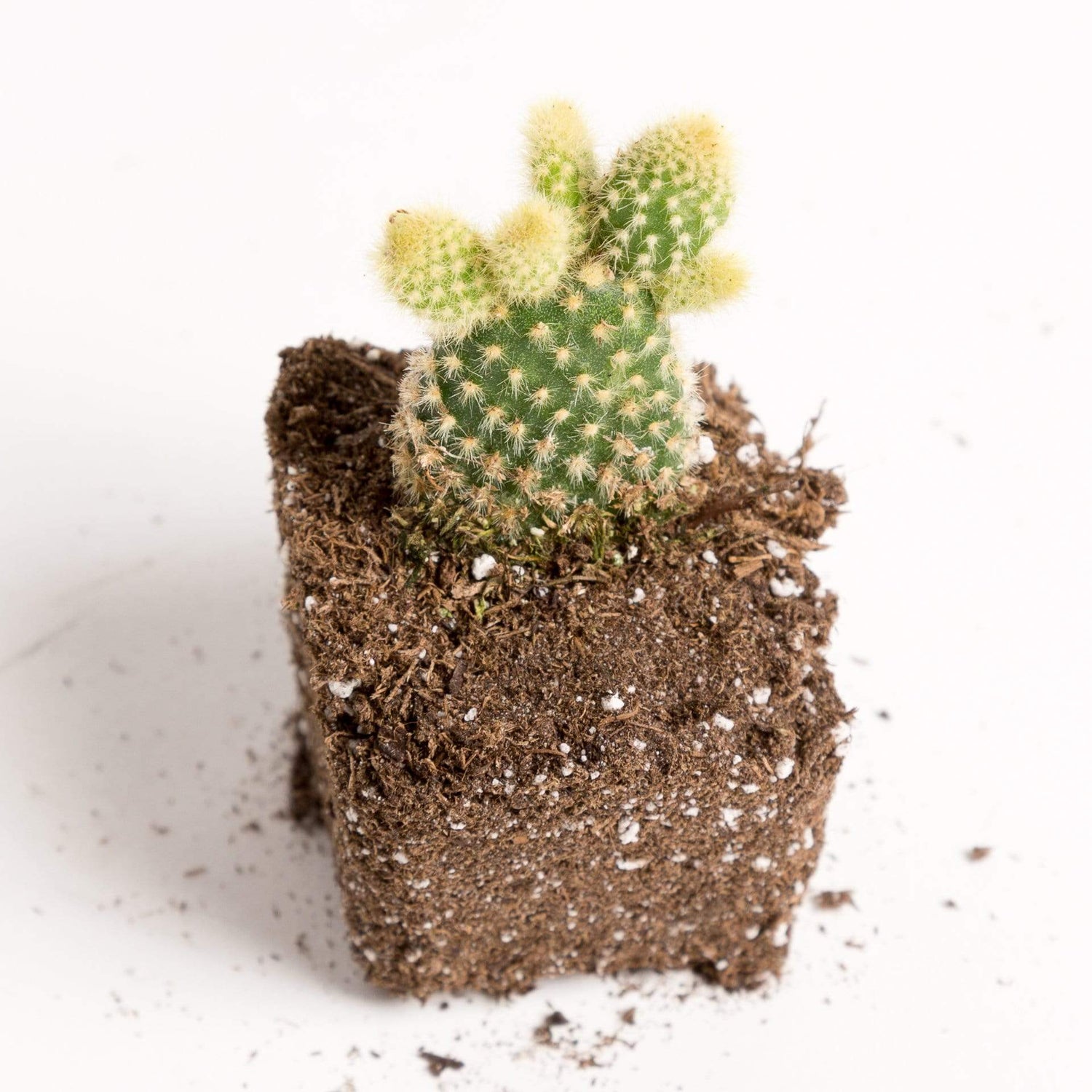 Urban Sprouts Plant Cactus 'Bunny Ear - Yellow'