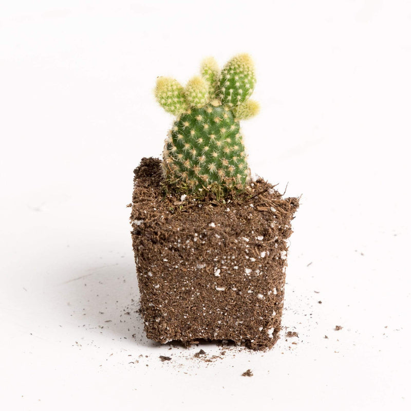 Urban Sprouts Plant Cactus 'Bunny Ear - Yellow'