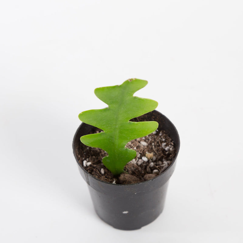 Urban Sprouts Plant Cactus 'Fishbone'