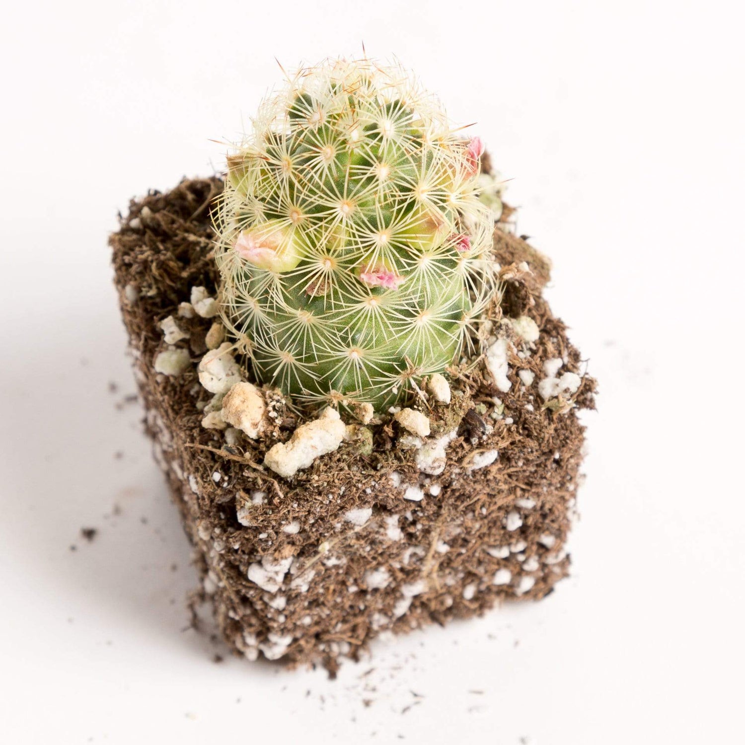 Urban Sprouts Plant Cactus 'Gold Lace'