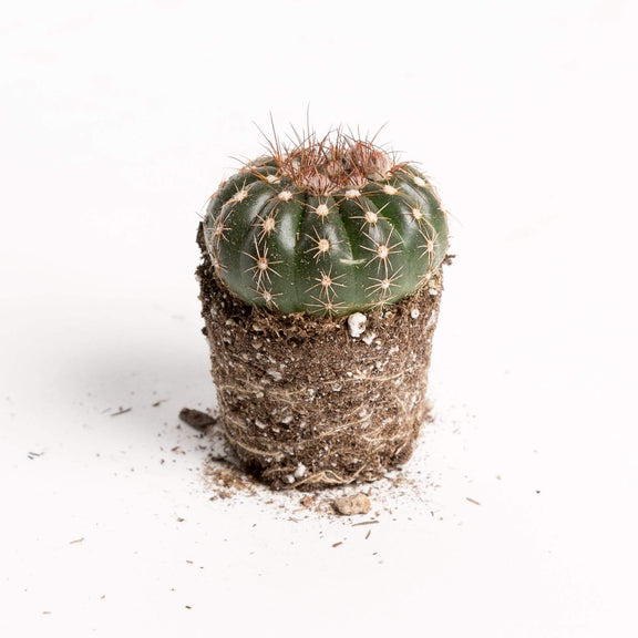 Urban Sprouts Plant Cactus 'Green Tomato'