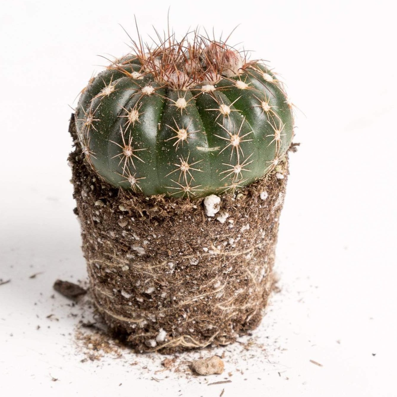 Urban Sprouts Plant Cactus 'Green Tomato'