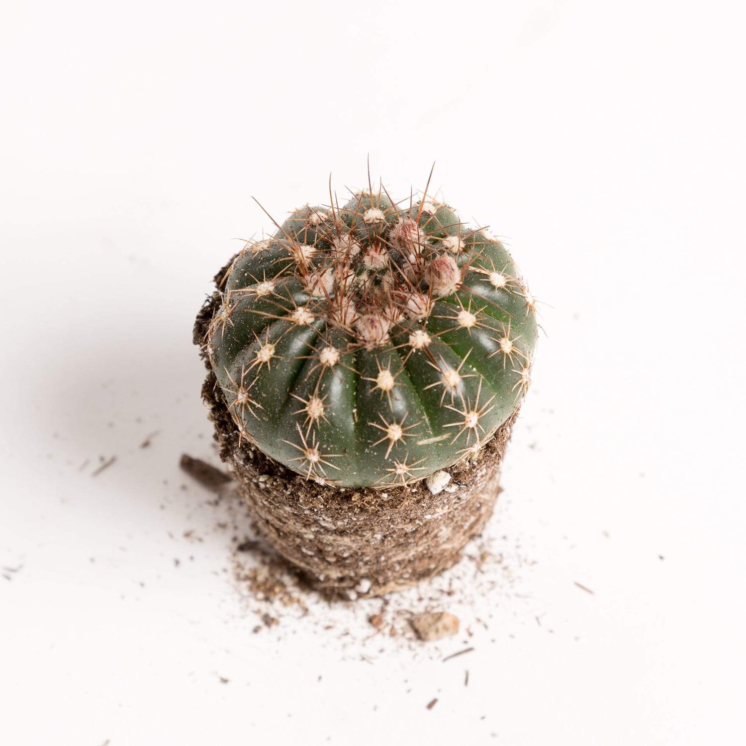 Urban Sprouts Plant Cactus 'Green Tomato'