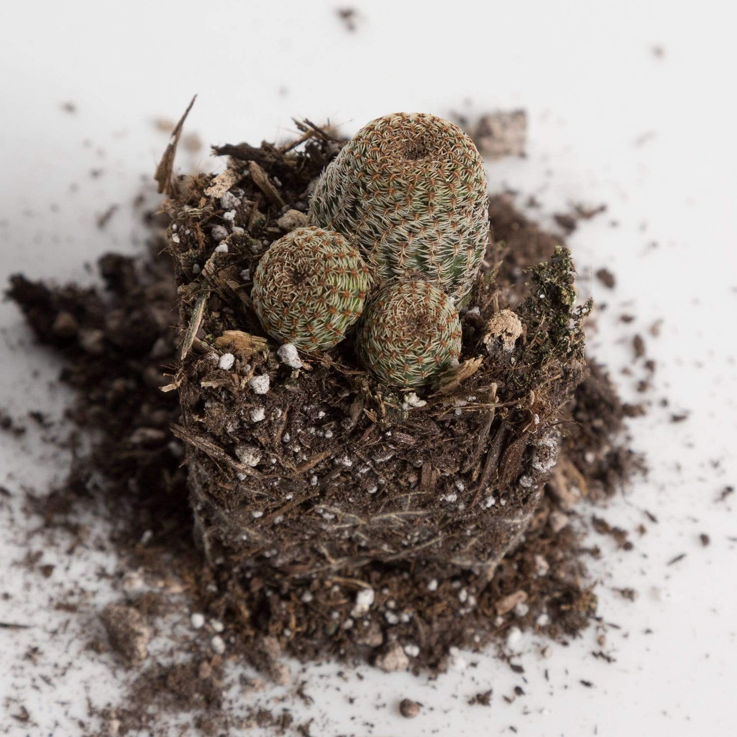 Urban Sprouts Plant Cactus 'Lace Hedgehog'