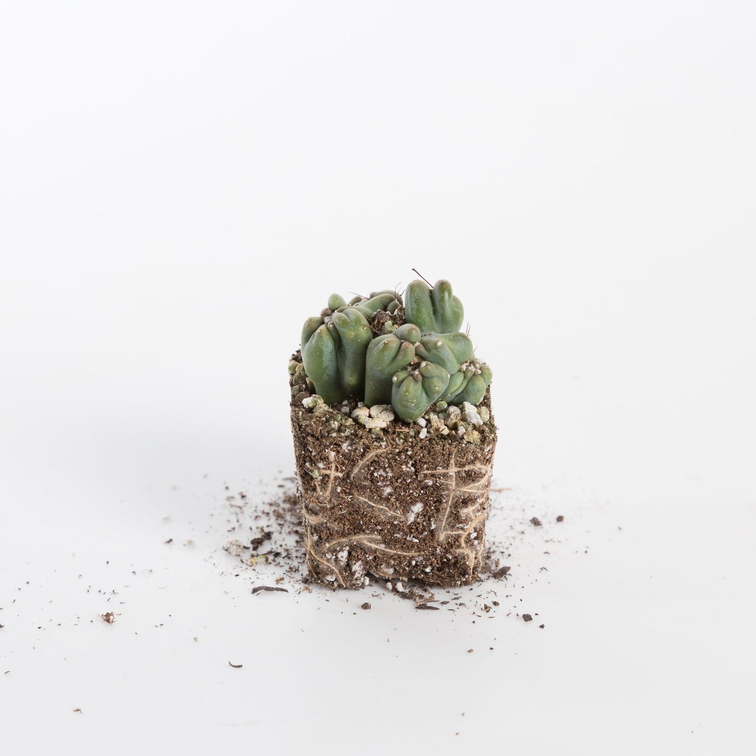 Urban Sprouts Plant Cactus 'Ming Thing'