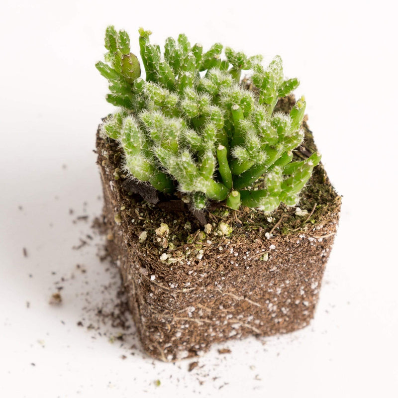 Urban Sprouts Plant Cactus 'Mistletoe 'Coral'