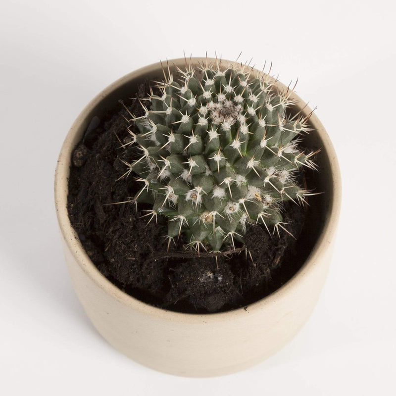 Cactus 'Mother of Hundreds' - Urban Sprouts