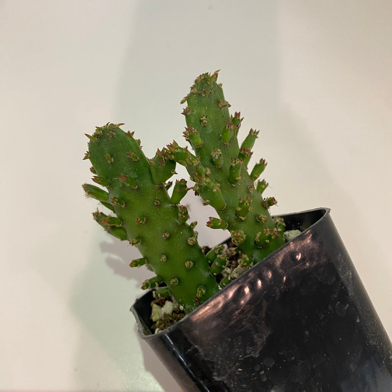 Urban Sprouts Plant Cactus 'Prickly Pear - Maverick'