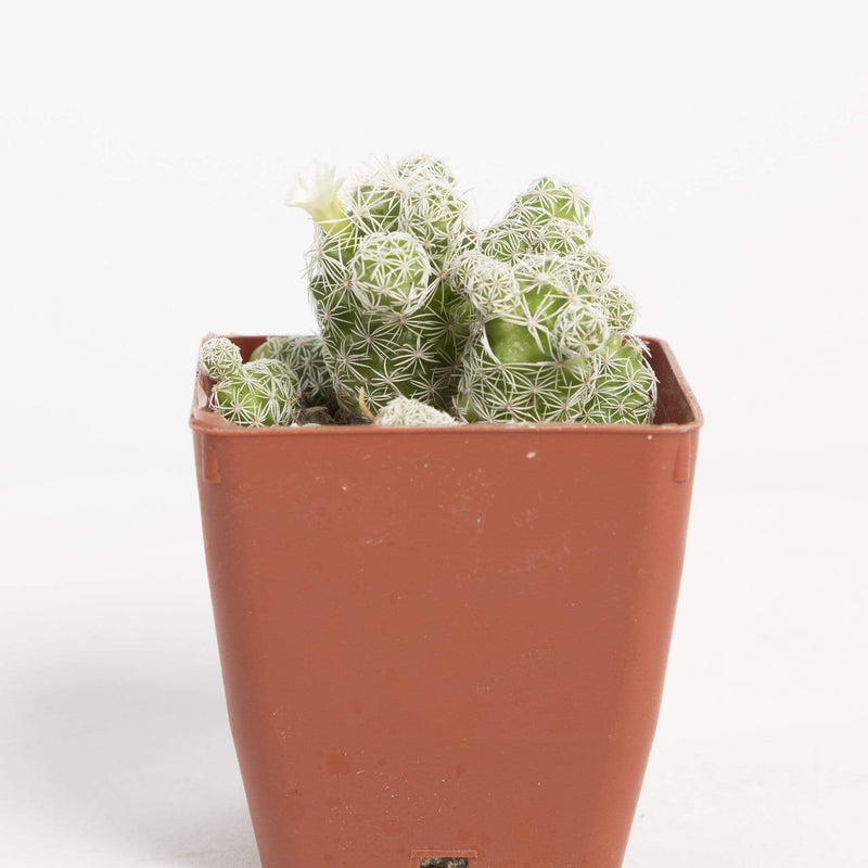 Cactus 'Thimble' - Urban Sprouts