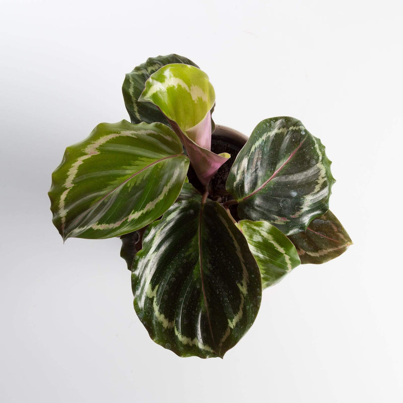 Urban Sprouts Plant Calathea 'Medallion'