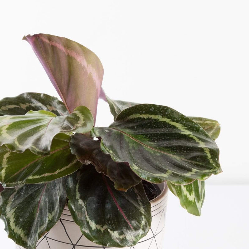 Urban Sprouts Plant Calathea 'Medallion'