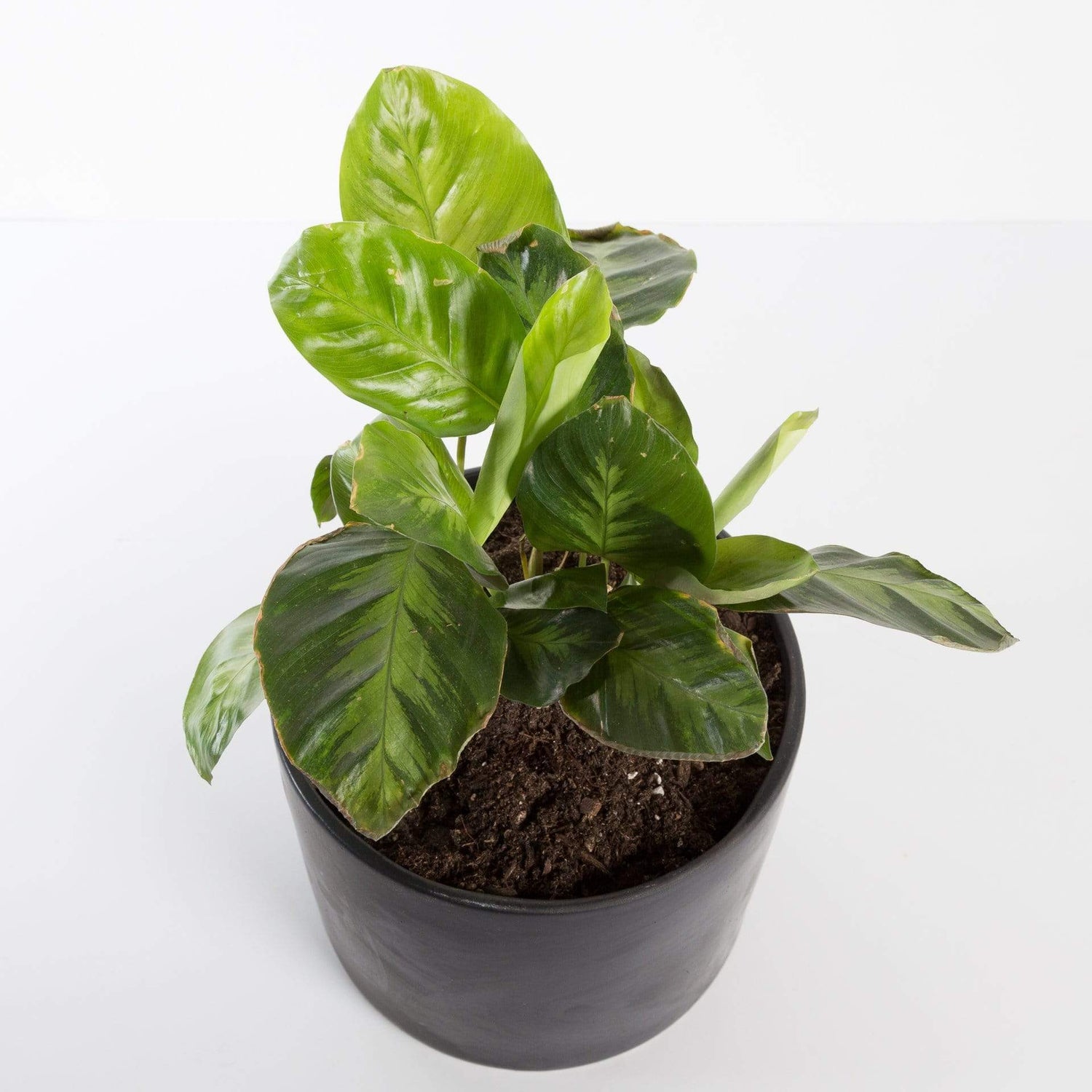 Urban Sprouts Plant Calathea 'Misto'