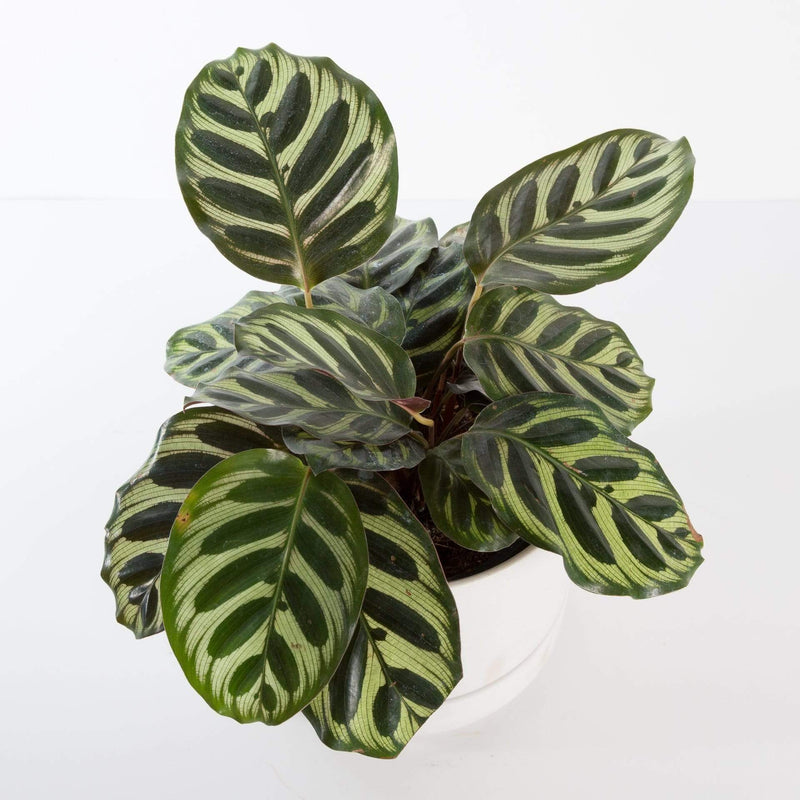 Urban Sprouts Plant Calathea 'Peacock'