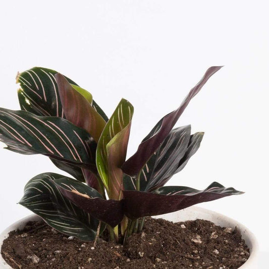 Urban Sprouts Plant Calathea 'Pinstripe'