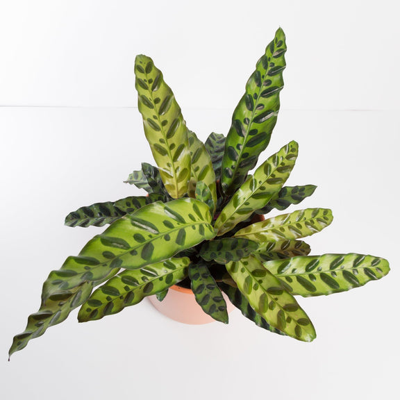 Urban Sprouts Plant Calathea 'Rattlesnake'