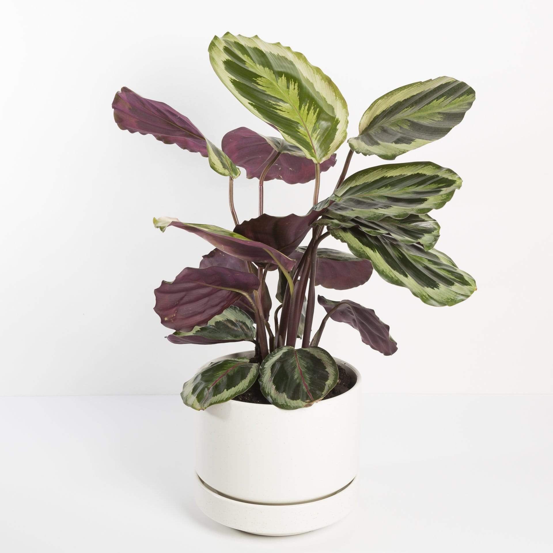 Calathea 'Shining Star' | Urban Sprouts