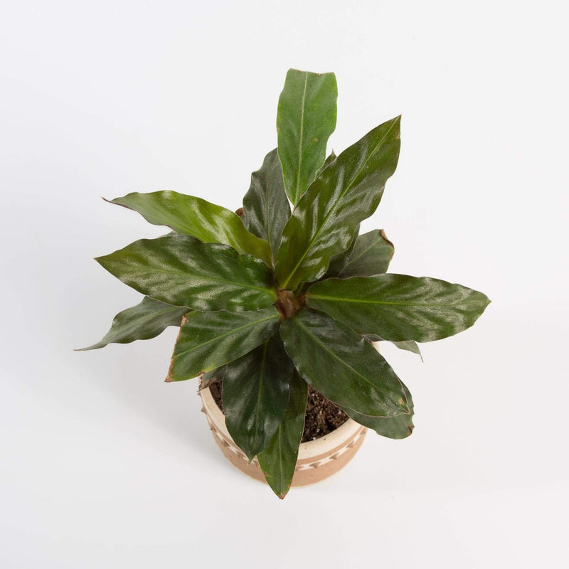 Urban Sprouts Plant Calathea 'Velvet'