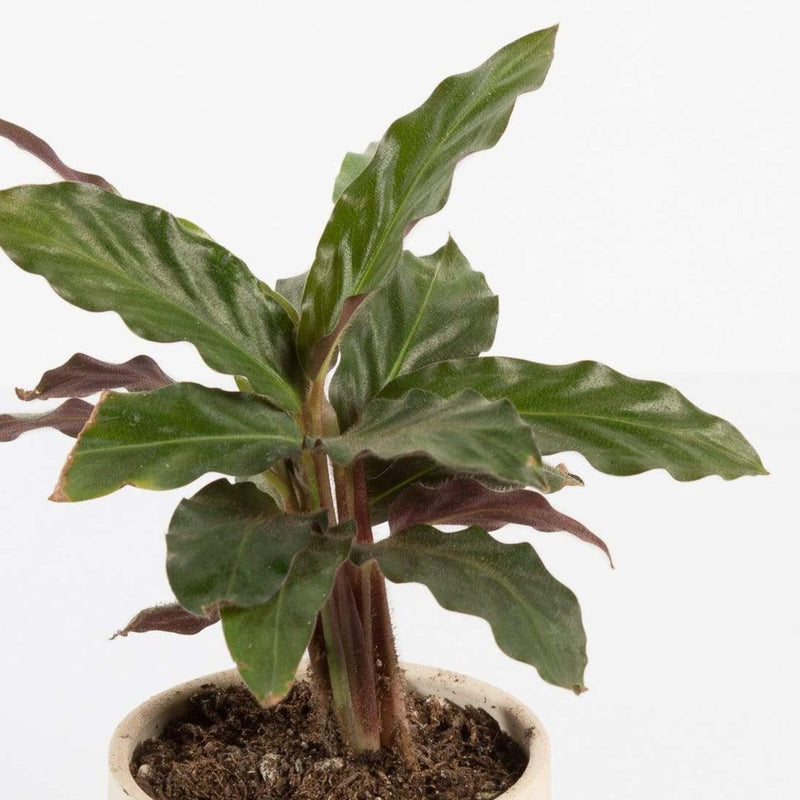 Urban Sprouts Plant Calathea 'Velvet'