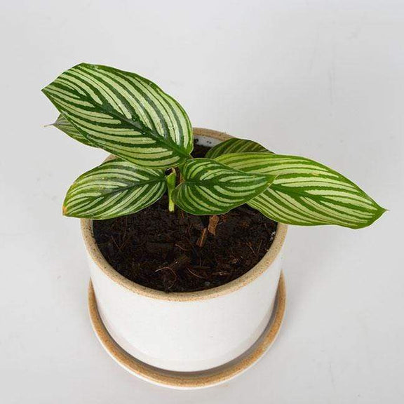 Urban Sprouts Plant Calathea 'Vittata'