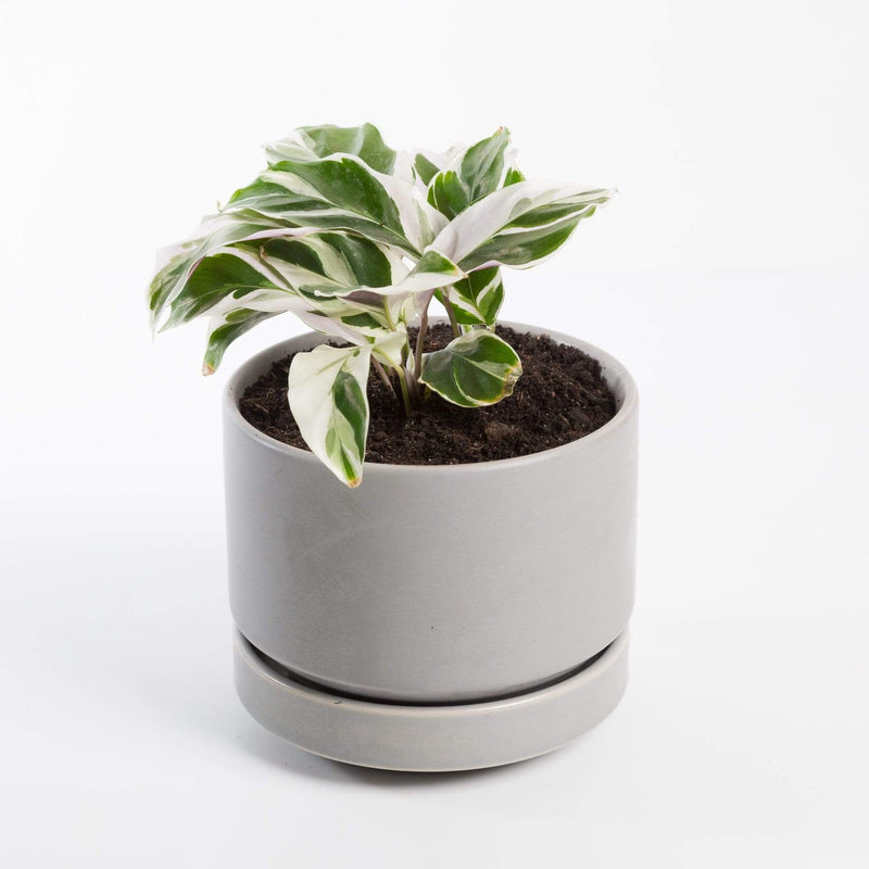 Urban Sprouts Plant Calathea 'White Fusion'