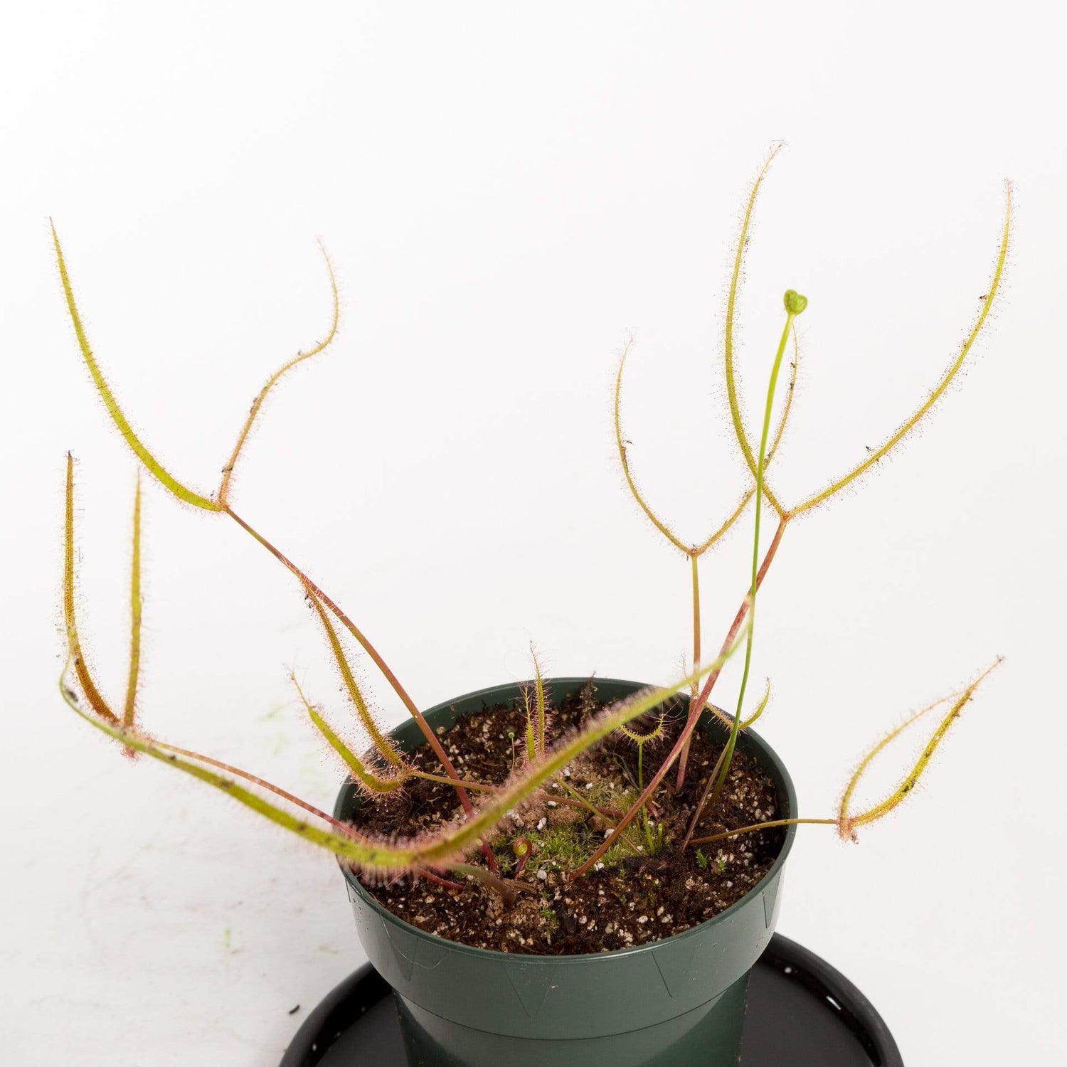 Urban Sprouts Plant Carnivorous 'Fork-leaved Sundew - Dichotoma'