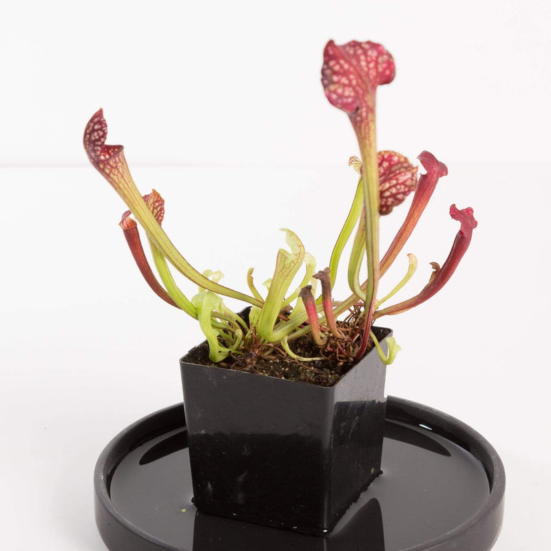Urban Sprouts Plant Carnivorous 'Trumpet Pitchers'