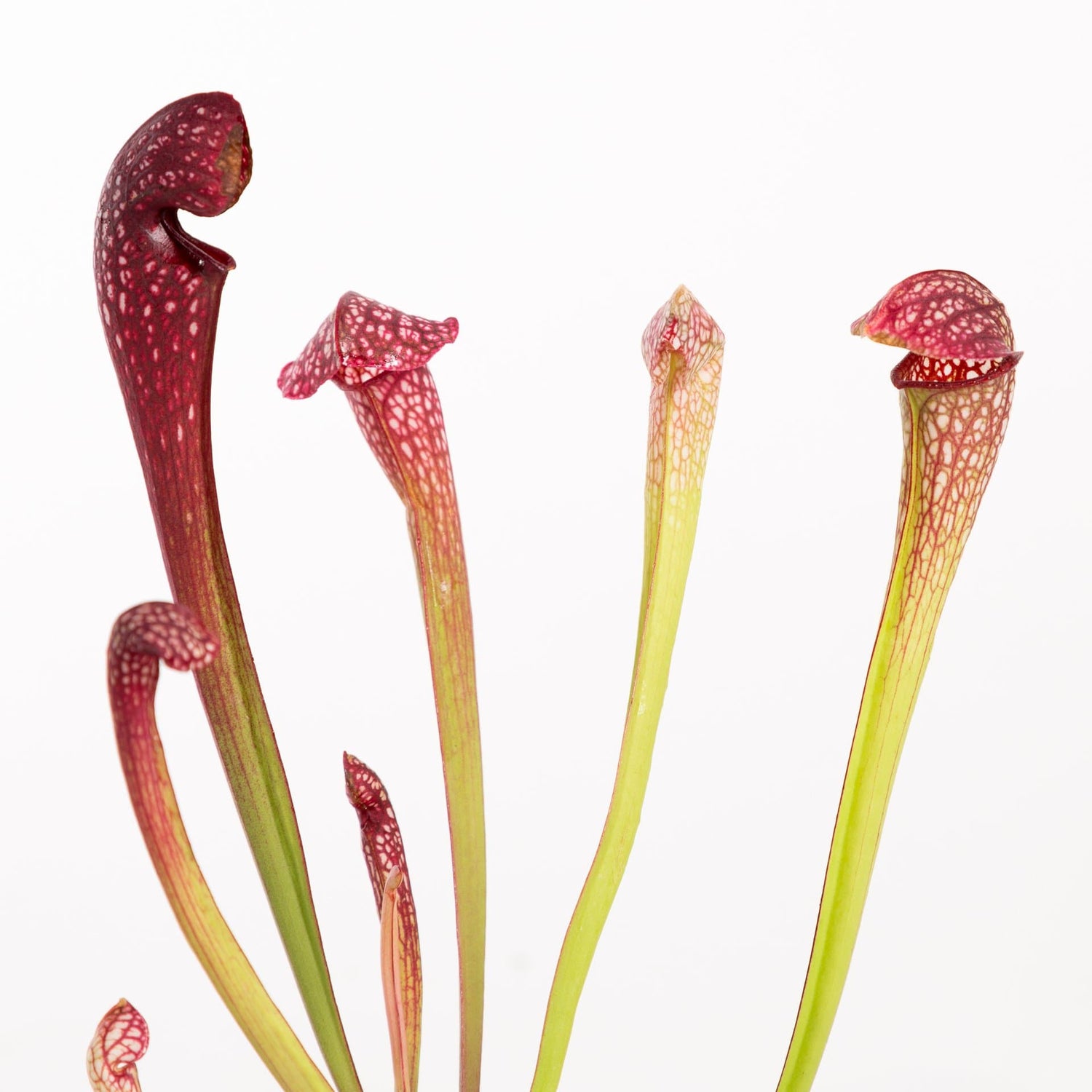 Urban Sprouts Plant Carnivorous 'Trumpet Pitchers'